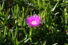 Carpobrotus deliciosus