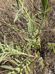 Cephalaria uralensis