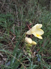 Freesia