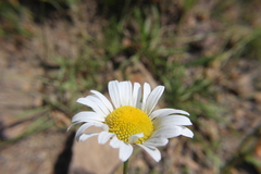 Leucanthemum vulgare