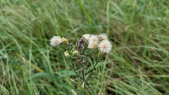 Erigeron bonariensis