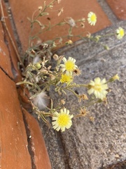 Andryala integrifolia