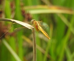 Crocothemis servilia