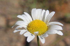 Leucanthemum vulgare