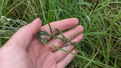 Erigeron bonariensis