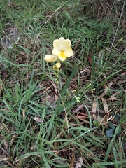 Freesia
