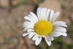 Leucanthemum vulgare