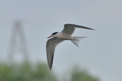 Sterna hirundo