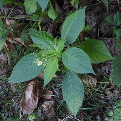 Impatiens parviflora