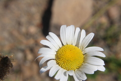Leucanthemum vulgare