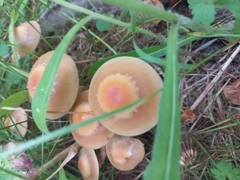 Kuehneromyces mutabilis