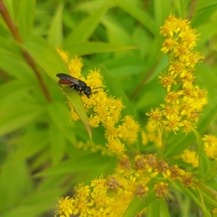Sphecodes albilabris