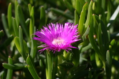 Carpobrotus deliciosus