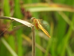 Crocothemis servilia