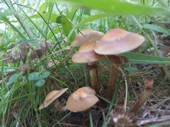 Kuehneromyces mutabilis