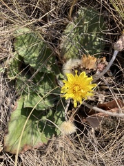 Taraxacum serotinum