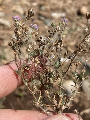 Spergularia rubra