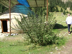 Urtica cannabina