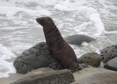 Otariidae
