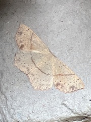 Cyclophora punctaria