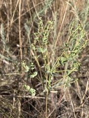 Euphorbia seguieriana