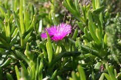 Carpobrotus deliciosus