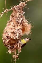 Leptocoma zeylonica