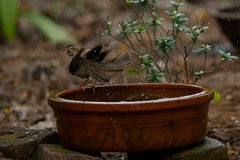 Pellorneum ruficeps