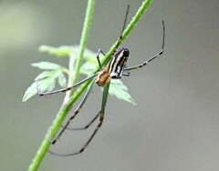 Leucauge blanda