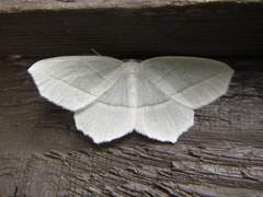 Campaea perlata