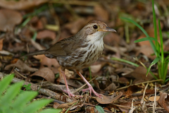 Pellorneum ruficeps