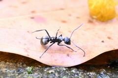 Myrmhopla