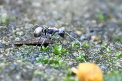 Myrmhopla
