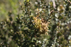 Morella cordifolia