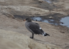 Larus heermanni