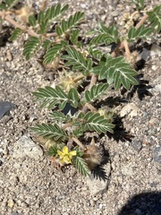 Tribulus terrestris