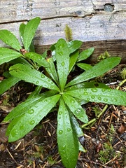 Chimaphila umbellata