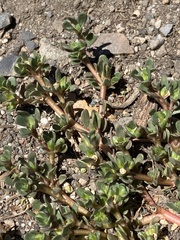 Portulaca oleracea