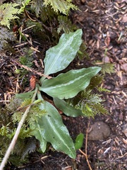 Goodyera oblongifolia