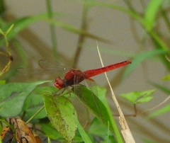 Crocothemis servilia