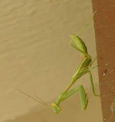 Stagmomantis limbata