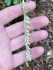 Goodyera oblongifolia