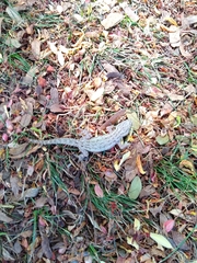 Gekkota