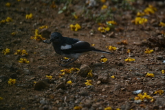 Copsychus saularis
