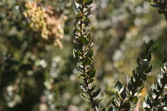 Morella cordifolia
