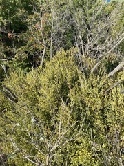 Chrysojasminum fruticans