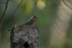 Calotes versicolor