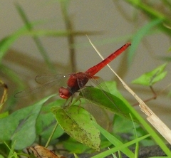 Crocothemis servilia