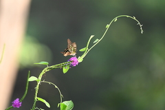 Graphium agamemnon