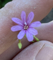 Epilobium brachycarpum